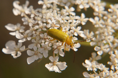 Cteniopus sulphureus