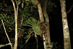 Platycerium superbum