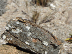 Karusasaurus polyzonus