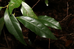 Cryptocarya sclerophylla