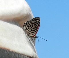 Diaethria candrena