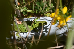 Liolaemus cyanogaster