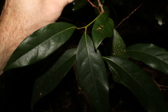 Cryptocarya sclerophylla