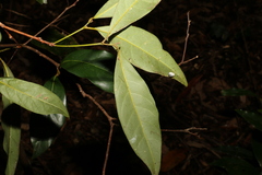 Cryptocarya sclerophylla