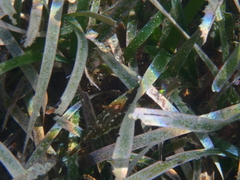 Sphoeroides spengleri