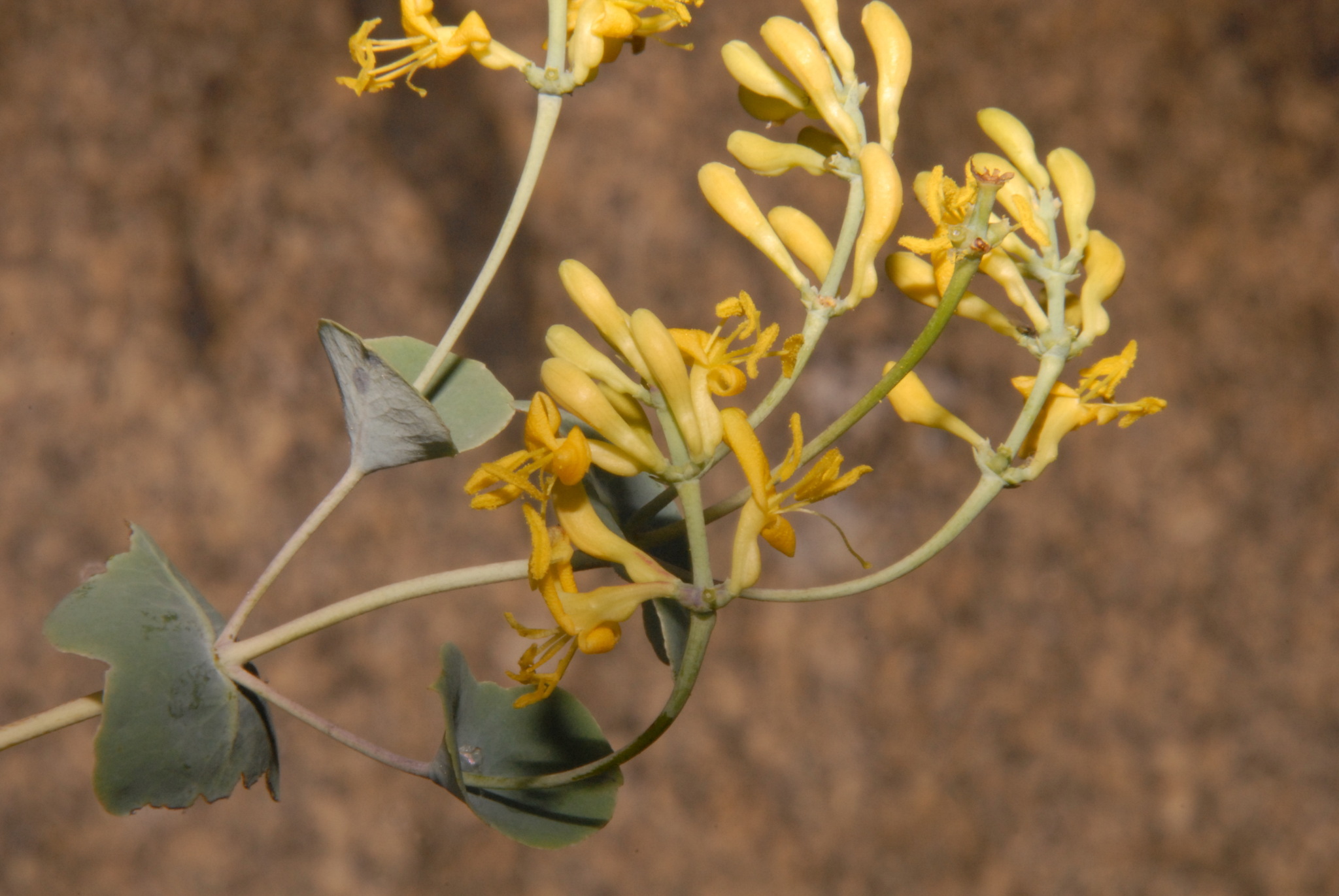 Lonicera interrupta