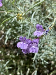 Penstemon sepalulus