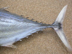 Katsuwonus pelamis