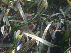 Sphoeroides spengleri