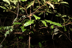 Cryptocarya sclerophylla