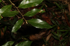 Cryptocarya triplinervis pubens