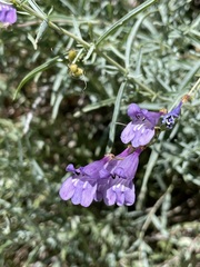 Penstemon sepalulus