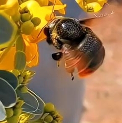 Xylocopa augusti