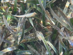 Sphoeroides spengleri