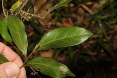 Cryptocarya triplinervis pubens