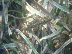 Sphoeroides spengleri