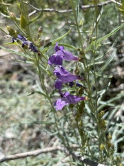Penstemon sepalulus