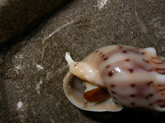 Terebrinae