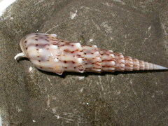 Terebrinae