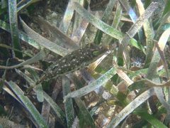 Sphoeroides spengleri