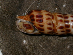 Terebra