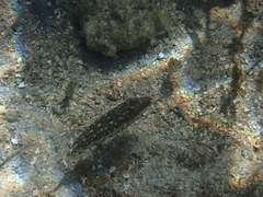 Sphoeroides spengleri