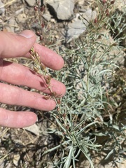 Penstemon sepalulus