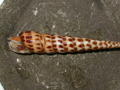 Terebra
