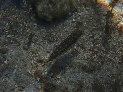 Sphoeroides spengleri