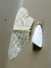 Scopula benitaria