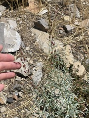 Penstemon sepalulus