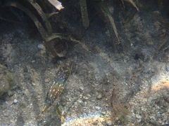 Sphoeroides spengleri