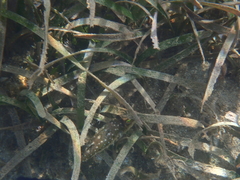 Sphoeroides spengleri