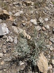 Penstemon sepalulus