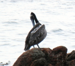 Pelecanus thagus
