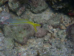 Mulloidichthys martinicus