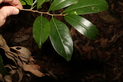 Casearia multinervosa