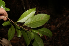 Casearia multinervosa