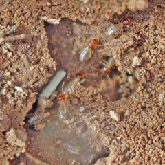 Tenuirostritermes
