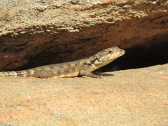 Karusasaurus polyzonus