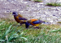 Phrygilus patagonicus