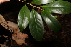 Casearia multinervosa