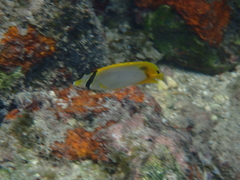 Chaetodon ocellatus