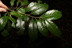 Casearia multinervosa