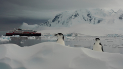 Pygoscelis antarcticus