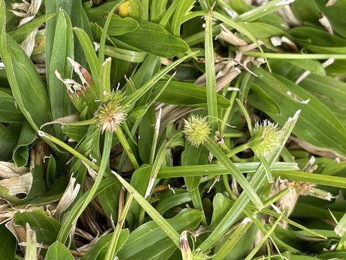 Kyllinga brevifolia image