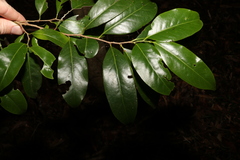 Casearia multinervosa