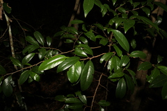 Casearia multinervosa