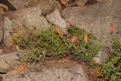 Castilleja disticha