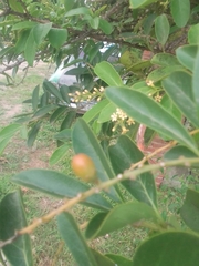 Citharexylum montevidense